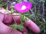 callirhoe involucrata