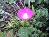 callirhoe involucrata