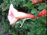 campsis radicans