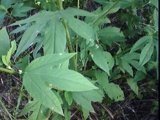 ambrosia trifida leaf
