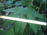 ambrosia trifida leaf