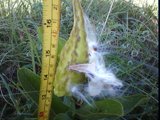asclepias viridis pod