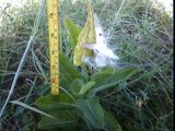 asclepias viridis pod