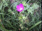 callirhoe involucrata