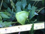 cardiospermum halicacabum fruit