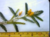 chamaecrista fasciculata flower and pod