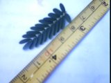 chamaecrista fasciculata leaf