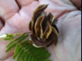 desmanthus illinoensis pods