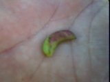 desmanthus illinoensis pod