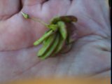 desmanthus illinoensis pods