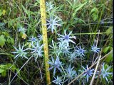 eryngium integrifolium