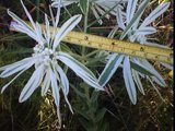 euphorbia bicolor