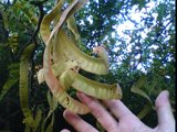 gleditsua triacanthos pods