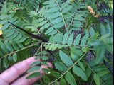gleditsia triacanthos leaves