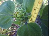 helianthus annuus bud