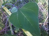 helianthus annuus leaf