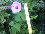 ipomoea cordatotriloba