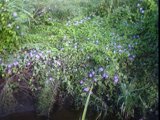 ipomoea cordatotriloba