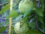 maclura pomifera