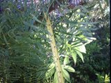 prosopsis glandulosa