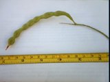 prosopsis glandulosa