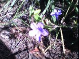 ruellia nudifolia