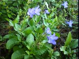 ruellia nudiflora