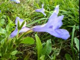 ruellia nudiflora