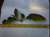 ruellia nudiflora node and leaves