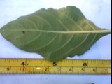 ruellia nudiflora lead venation