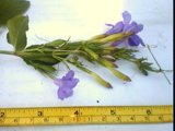 ruellia nudiflora inflorescence