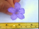 ruellia nudiflora flower