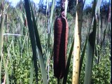 typha latifolia