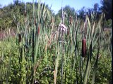 typha latifolia